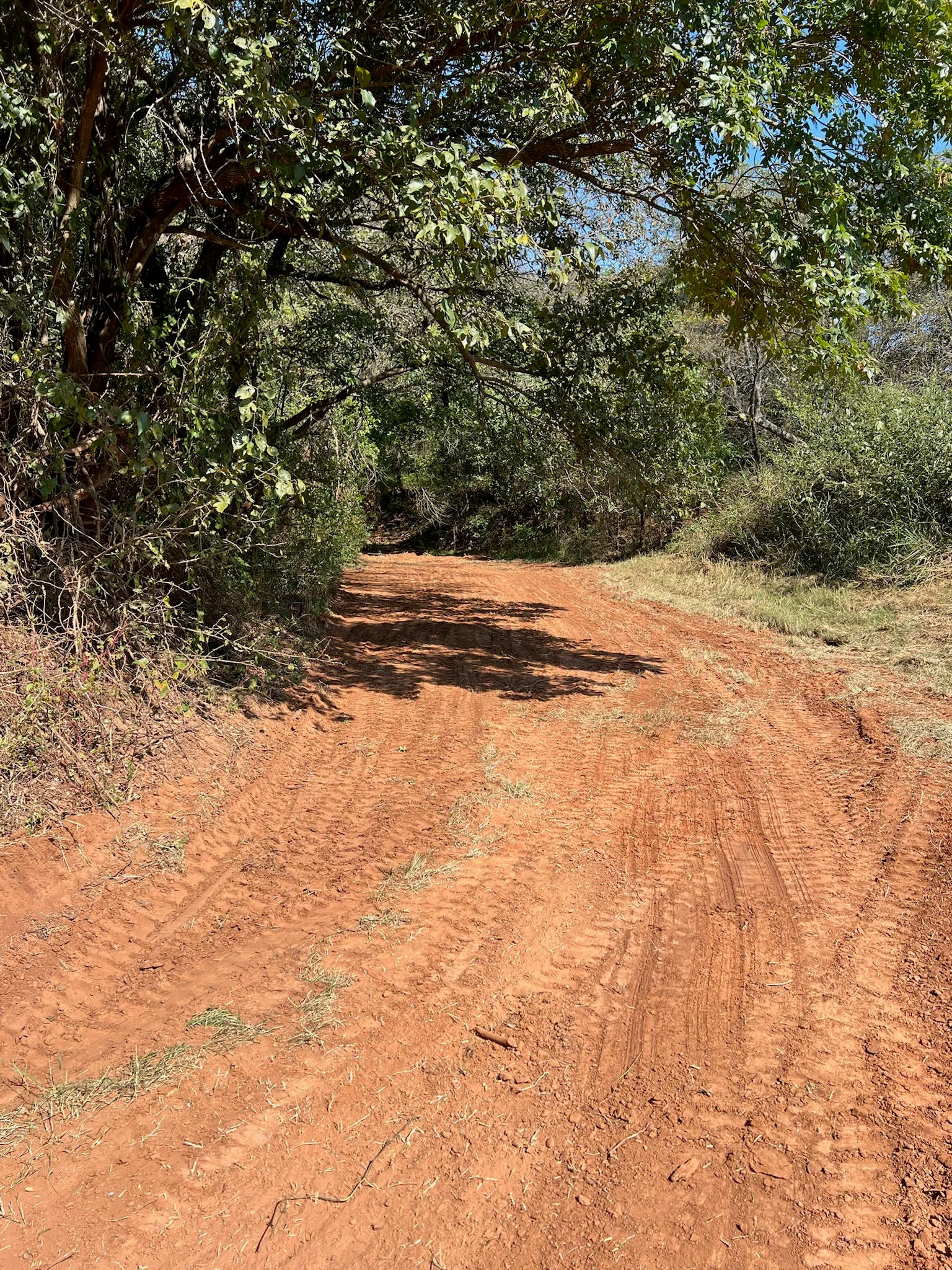 Newly graded red dirt driveway through wooded area with mature trees overhead
