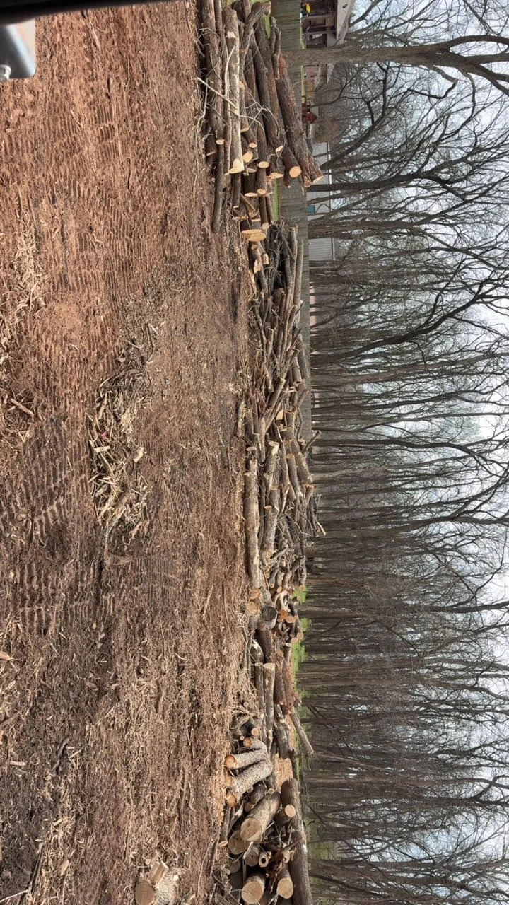 Cleared land with stacked firewood and felled trees on residential property