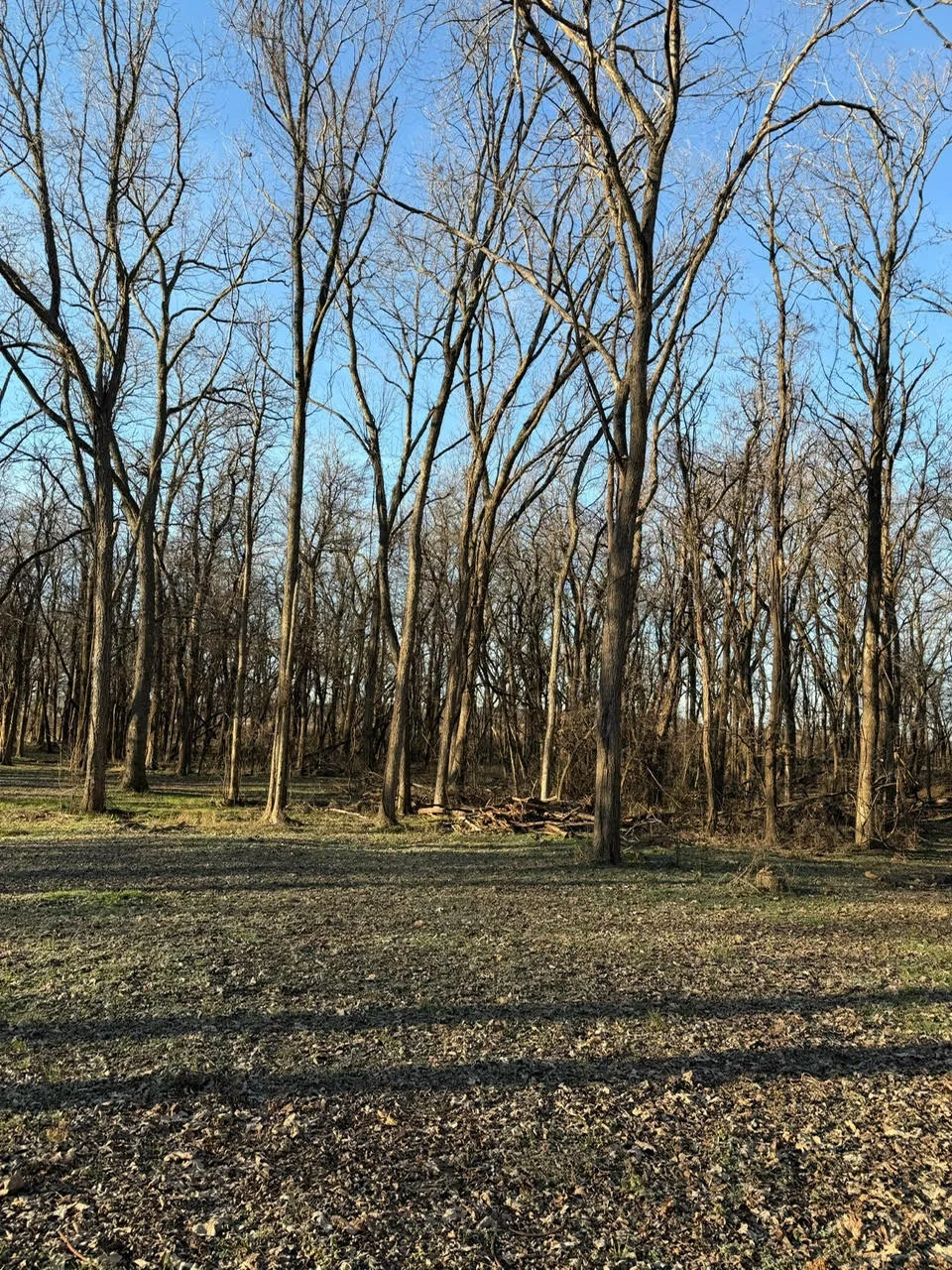 Cleared wooded lot with bare trees and gravel ground in Lawton, OK