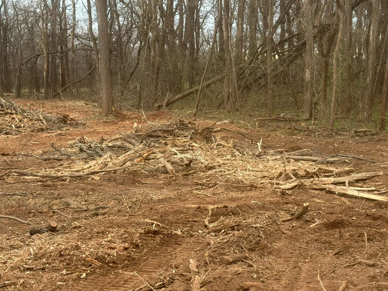 Cleared forest floor with removed branches and timber debris, mature trees in background
