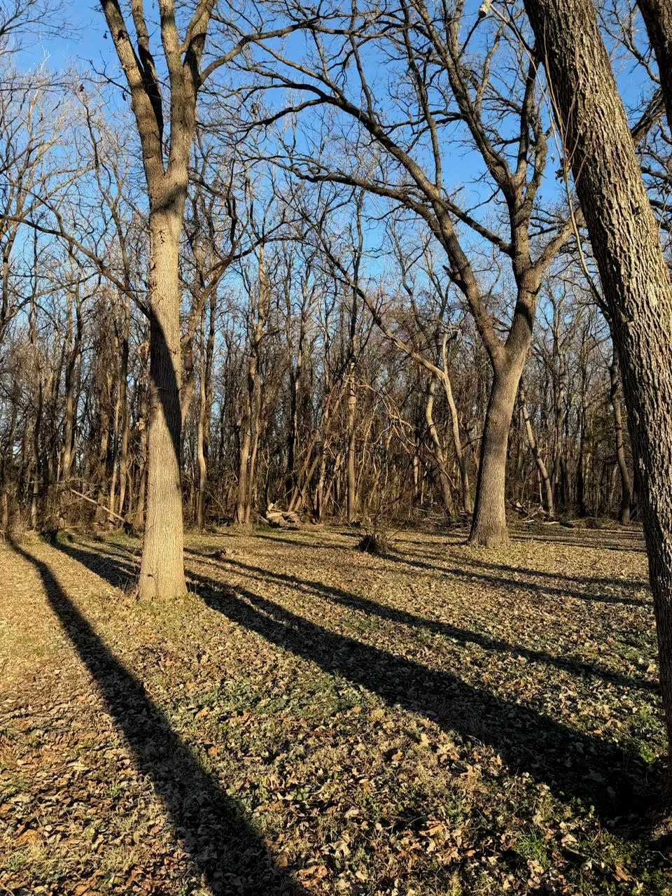 Cleared forest area with mature tree stumps and bare ground in Lawton, OK