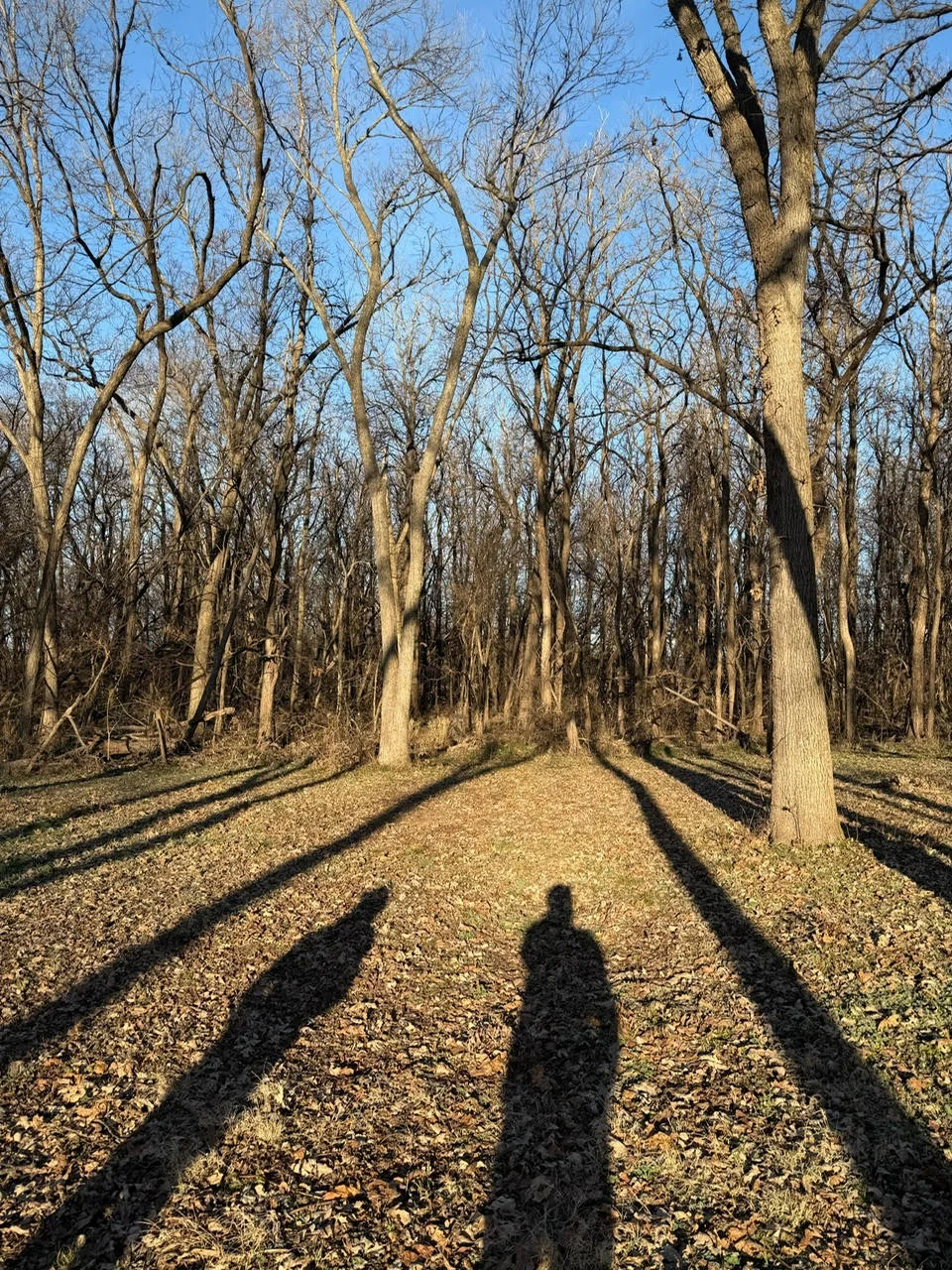 Gravel driveway lined with bare hardwood trees creating natural corridor