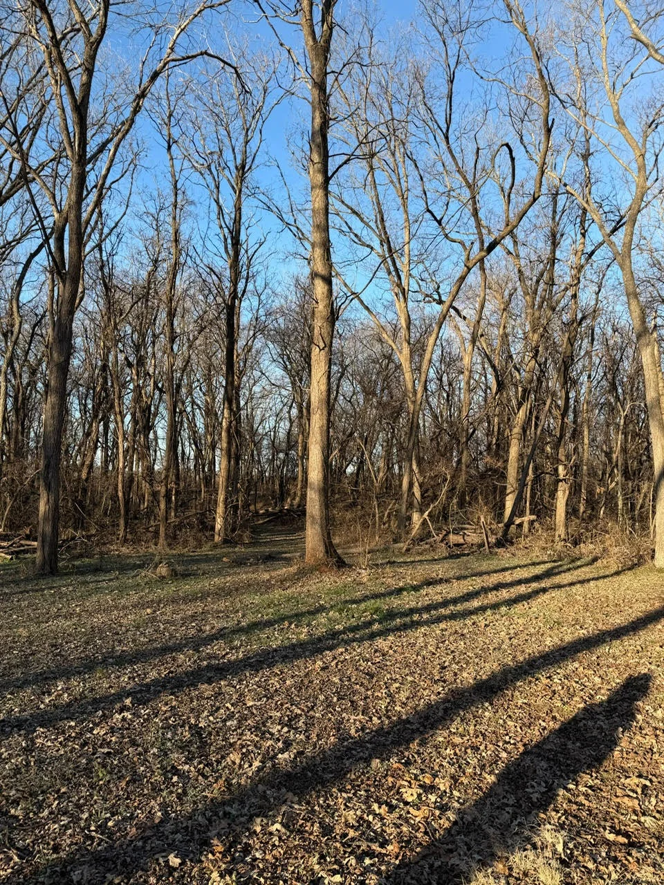 Cleared wooded lot with selective tree removal and graded gravel base in Lawton