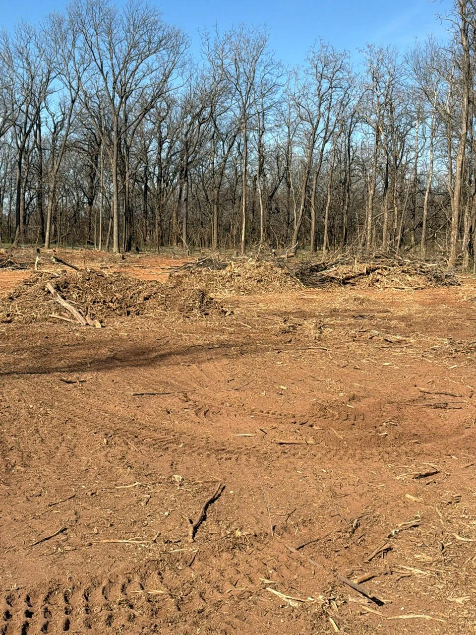 Cleared wooded lot with bare trees and removed debris, ready for excavation