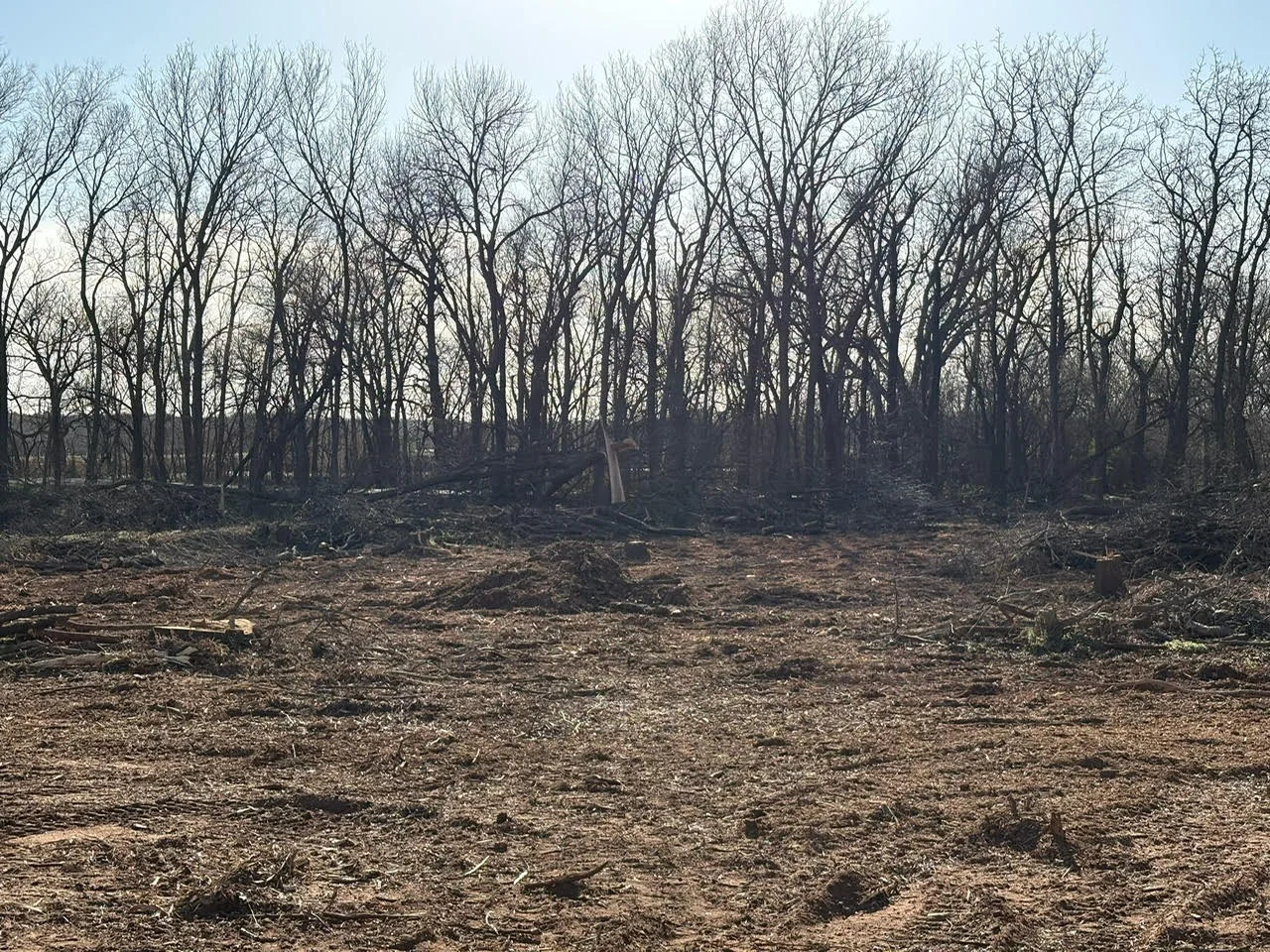 Cleared wooded lot with bare soil and tree stumps, bare trees in background