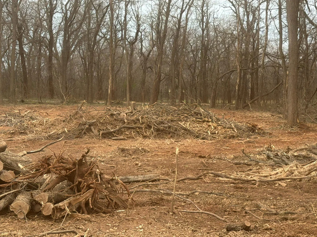 Cleared forest floor with removed logs and debris, mature trees remaining in background