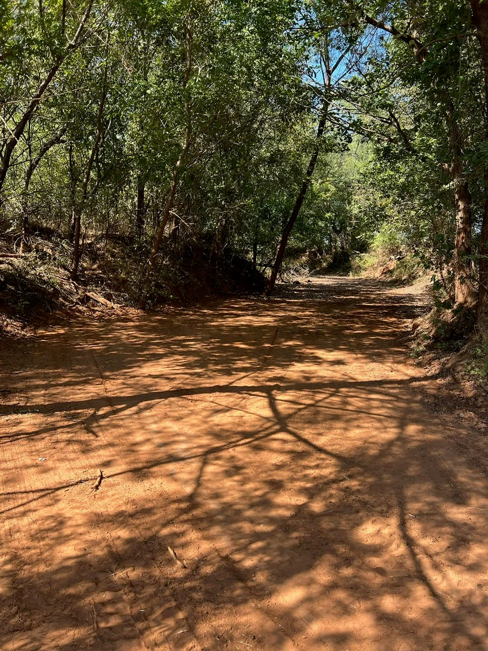 Graded dirt driveway through wooded area with mature trees and cleared understory